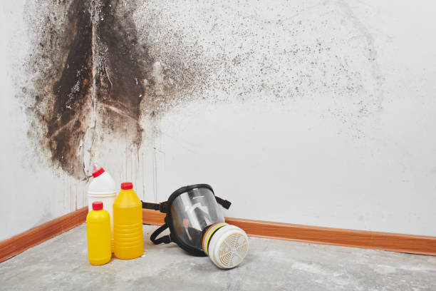 Professional Mold Removal in Fortville, IN