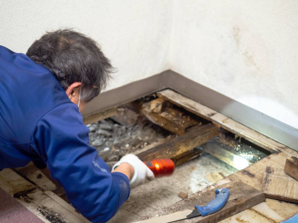 Best Mold Removal Company Near Me  in Fortville, IN