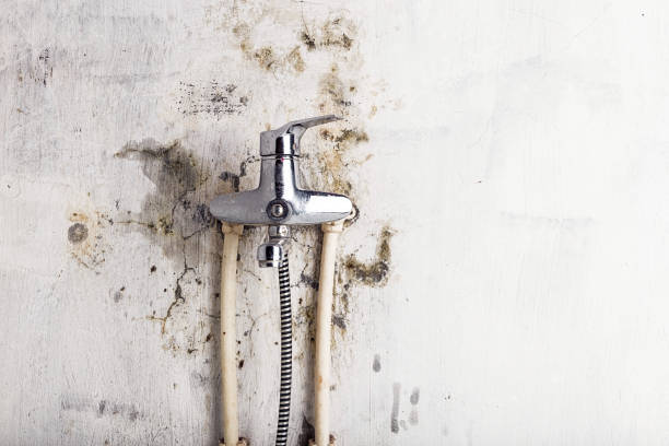 Best Local Mold Removal Service  in Fortville, IN