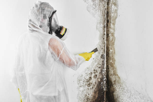 Home Mold Removal in Fortville, IN