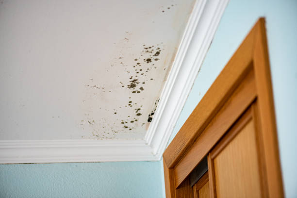 Best Best Mold Removal Companies  in Fortville, IN