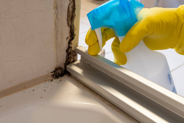 Best Affordable Mold Removal  in Fortville, IN
