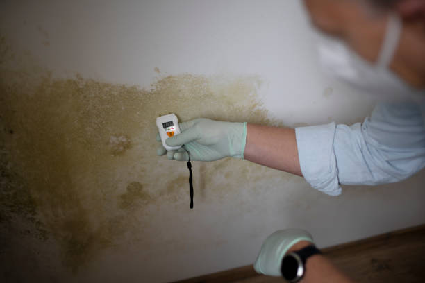 Best Mold Remediation  in Fortville, IN